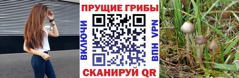 Галлюциногенные грибы MAGIC MUSHROOMS hydra зеркало Шагонар купить наркотики сайты